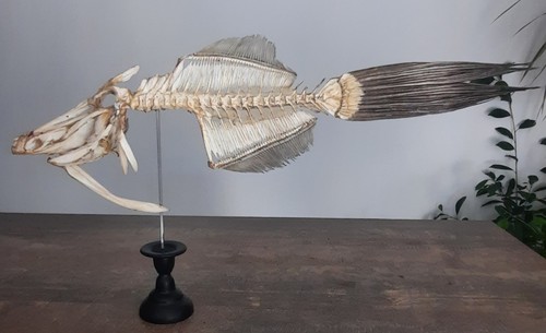 Curiosité taxidermie - curiosité,