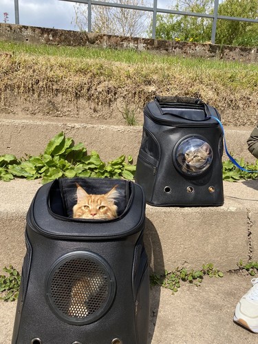 Sac dos pour chat - pour,