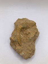 Fossile de dents d'enchodus du