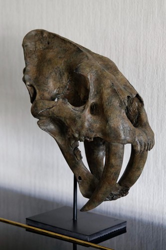 Very realistic skull - very,