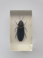 Insecte sous résine -