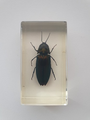 Insecte sous résine - ,