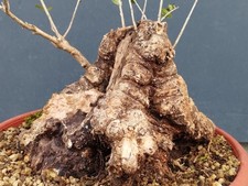 Bonsaï olivier 33 x 26 cm en