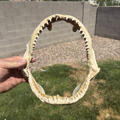 Genuine large sand tiger shark - tiger,