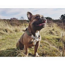 Combinaison Canin Demi Carreaux Dressage de Chien Obéissance Martingale Col GB À