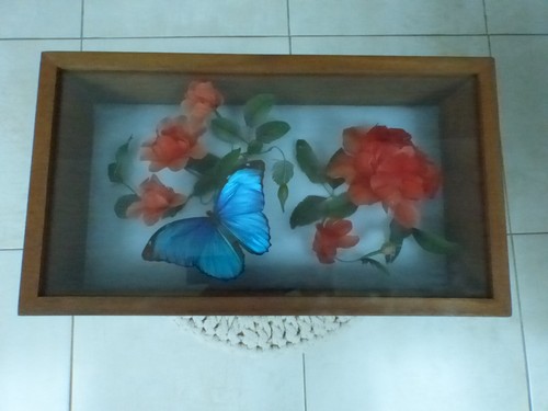 Boite papillon morpho didius - papillon,