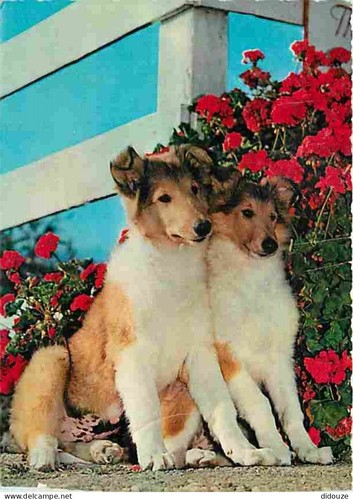 Carte postale animaux - carte,