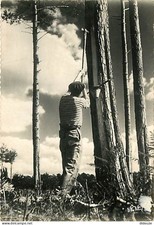 Carte Postale - 40 - Landes -