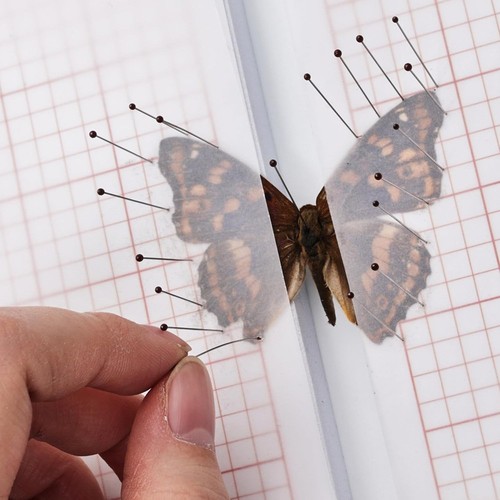 Kit collection entomologie - kit,