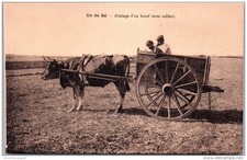 17 ILE DE RE - attelage d'un ba�uf (avec collier)