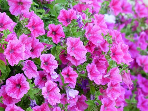 500 graines pétunia - 500,