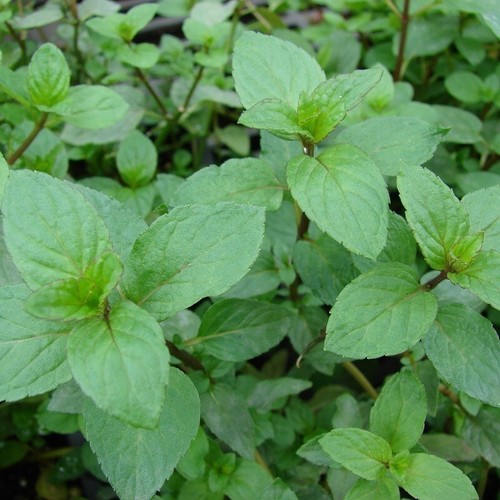 Lot 100 graines menthe - de,