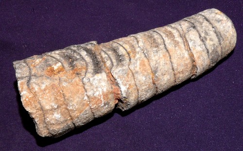 Belemnite maroc bonne - maroc,,