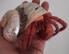  taxidermie : Énorme Bernard