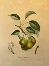 POITEAU, la pomologie