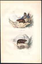 1855 Gravure aquarellée