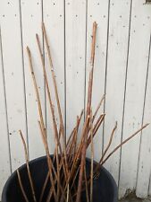 gros pied de framboisier non remontant mailing promise permaculture autonomie