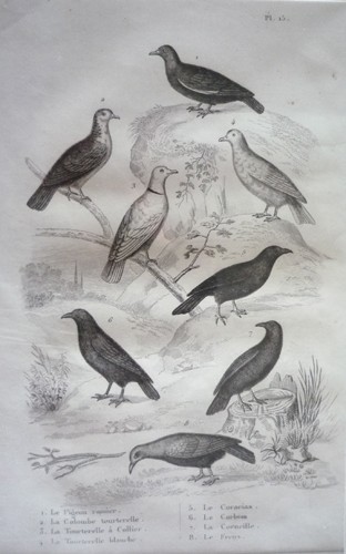 Gravure oiseaux - gravure, (buffon)