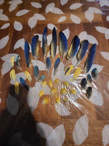 Plumes perroquet ara - plumes,