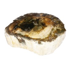 Bois Fossilisé - MCBF03