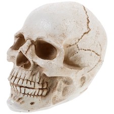  Modèle De Crâne Humain