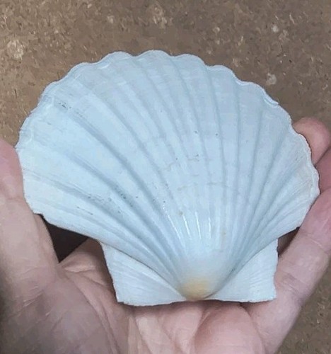 Coquille saint jacques - coquille, saint-jacques