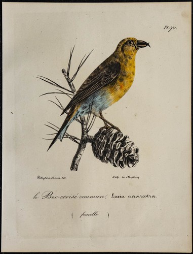 1830 bec croisé des sapins - -, bec-croisé