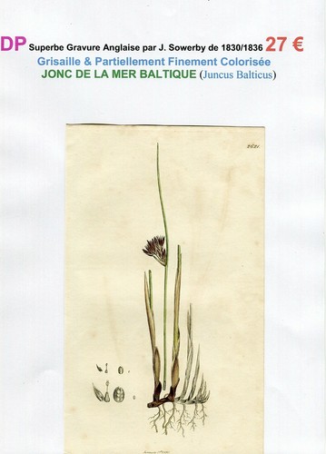 Xix ème jonc la - xix, mer