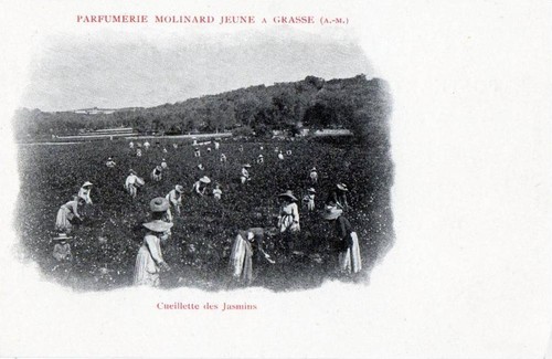 Cpa parfumerie molinard - parfumerie,