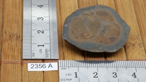 Moitié nodule septaria - moitié, de