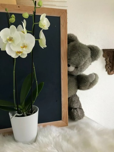 Ancienne peluche doudou - 22,
