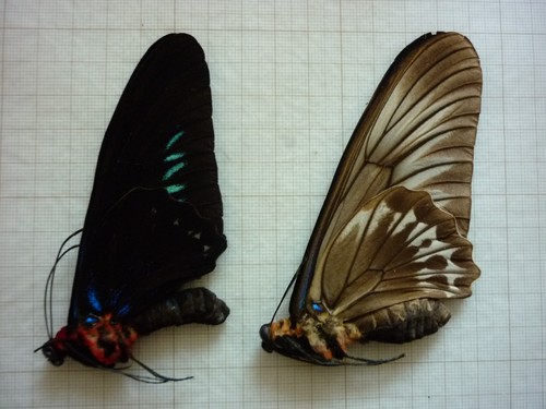 Entomologie papillon non - entomologie,
