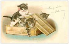 CHATS.n°45.CHATONS DANS UNE CAISSE