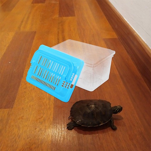 Terrarium tortue boite - ,