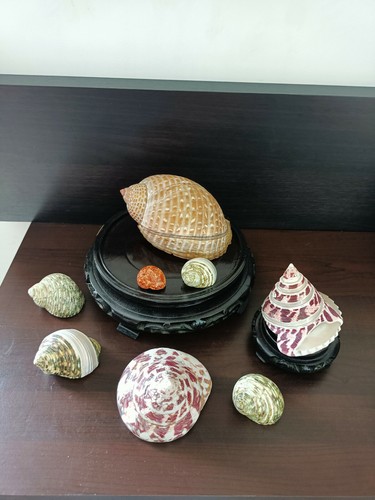 Lot coquillages pour - lot,