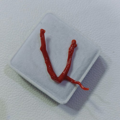 Branche corail rouge - branche,