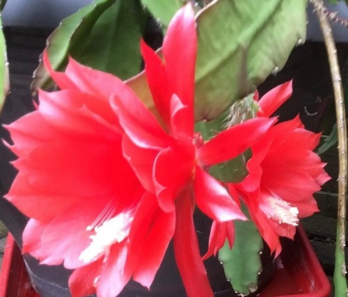 Bouture epiphyllum - bouture, d'epiphyllum