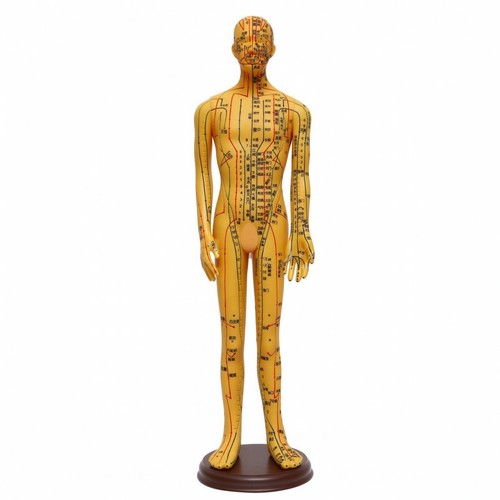 Modèle acupuncture lisible - modèle,