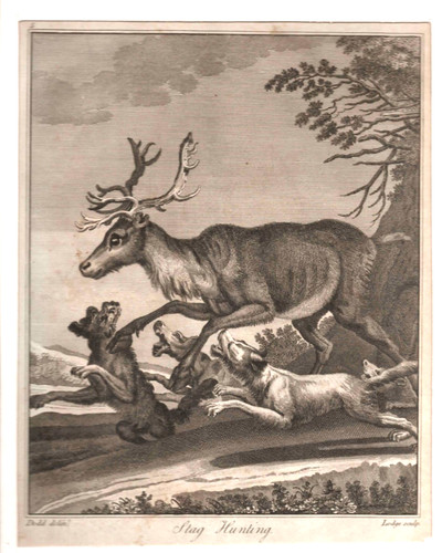 19th century engraving deer - 19th,