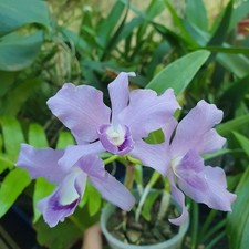 Cattleya bowringiana coerulea