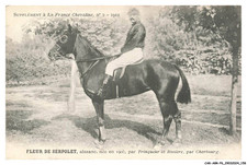 CAR-ABRP6-0572-HIPPISME -