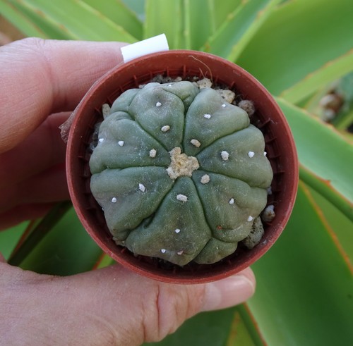 Astrophytum asterias kikko - astrophytum,