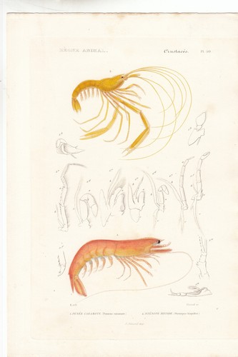 Original rare hand colored - hand,