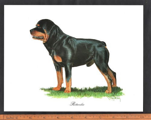 Rottweiler dog stunning 8 - rottweiler, x