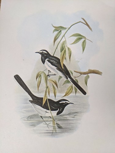 1969 oiseau imprimé - imprimé, grand