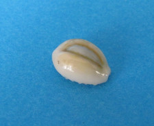 Cypraea Obvelata 11,4 mm Gem Polynésie Française " Beau spécimen "