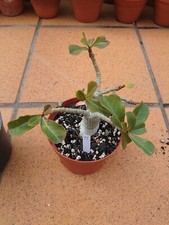 Adenium Obesum