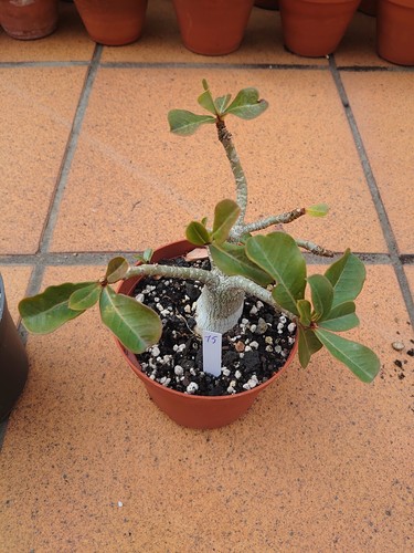 Adenium obesum - adenium,