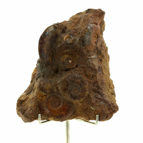 Ammonite toarcien fer - toarcien,