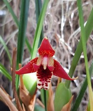 Maxillaria tenuifolia